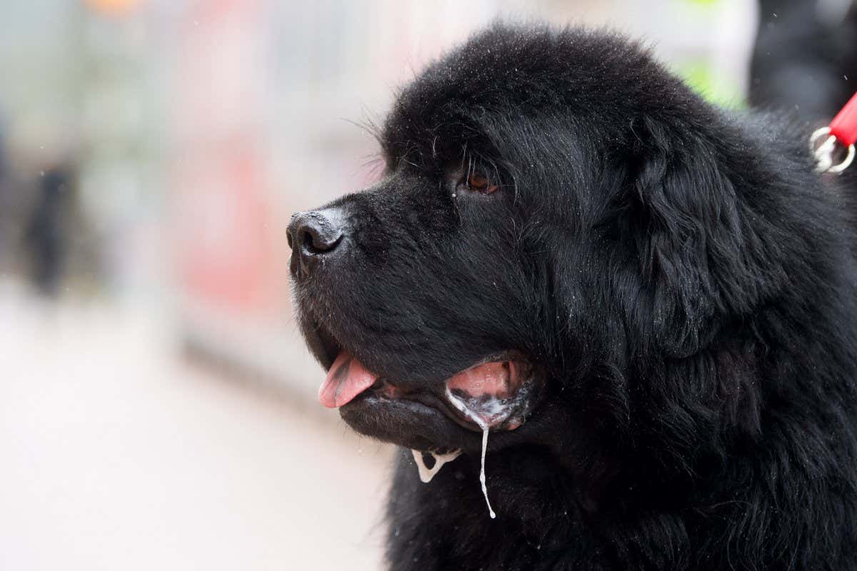A large, black Newfoundland dog with drool dripping from its half open mouth