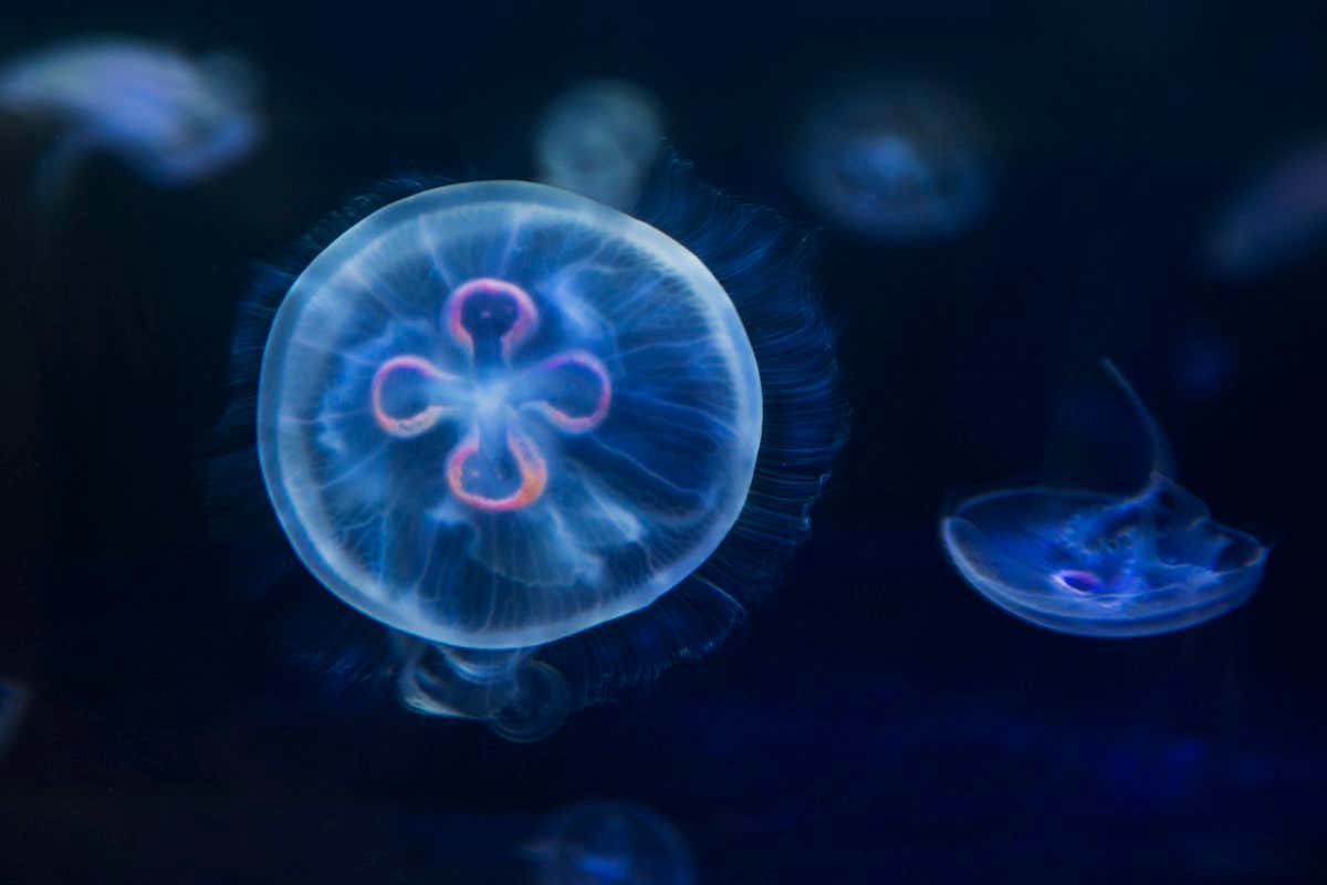 A blue jellyfish drifts in a dark ocean. Four more jellyfish swim in the background.