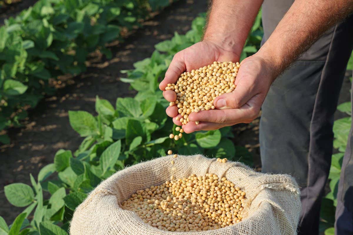 Soybean grain in a hands of successful farmer, in a background green soybean field, agricultural concept. Close up of hands full of soybean grain in jute sack ; Shutterstock ID 2141258285; purchase_order: -; job: -; client: -; other: -