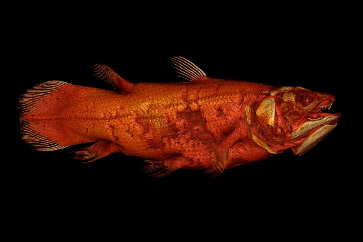 CT scans of coelacanth fish reveal energy-saving adaptations