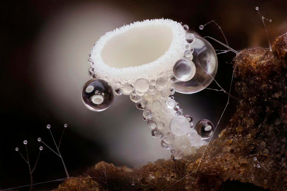 Cup fungus (Dasyscyphella nivea) covered in water droplets, beside Zygote fungi (Zygomycota), close up. Hertfordshire, England, UK. November. Focus stacked image.
