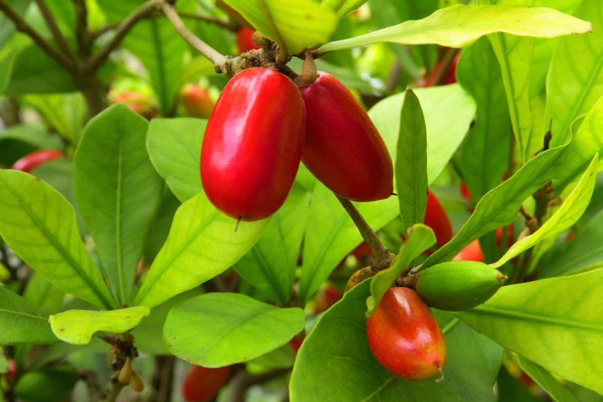 2CAED7C Closeup shot of red Miracle fruit on a branch in a garden on a sunny afternoon