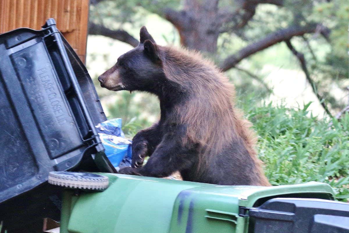 Compost and garbage are known in the parlance of human-bear conflict as ?attractants.?