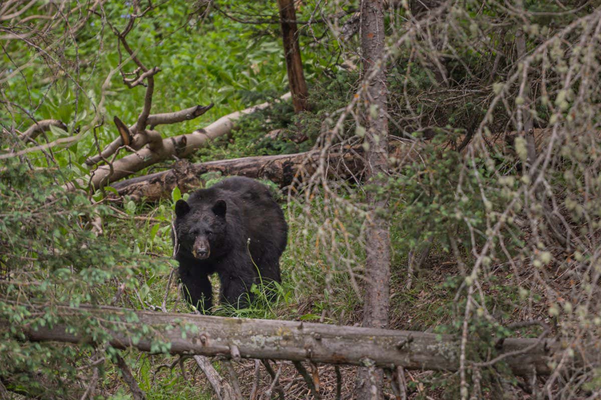 Distant Stare From A Black Bear in Colorado forest