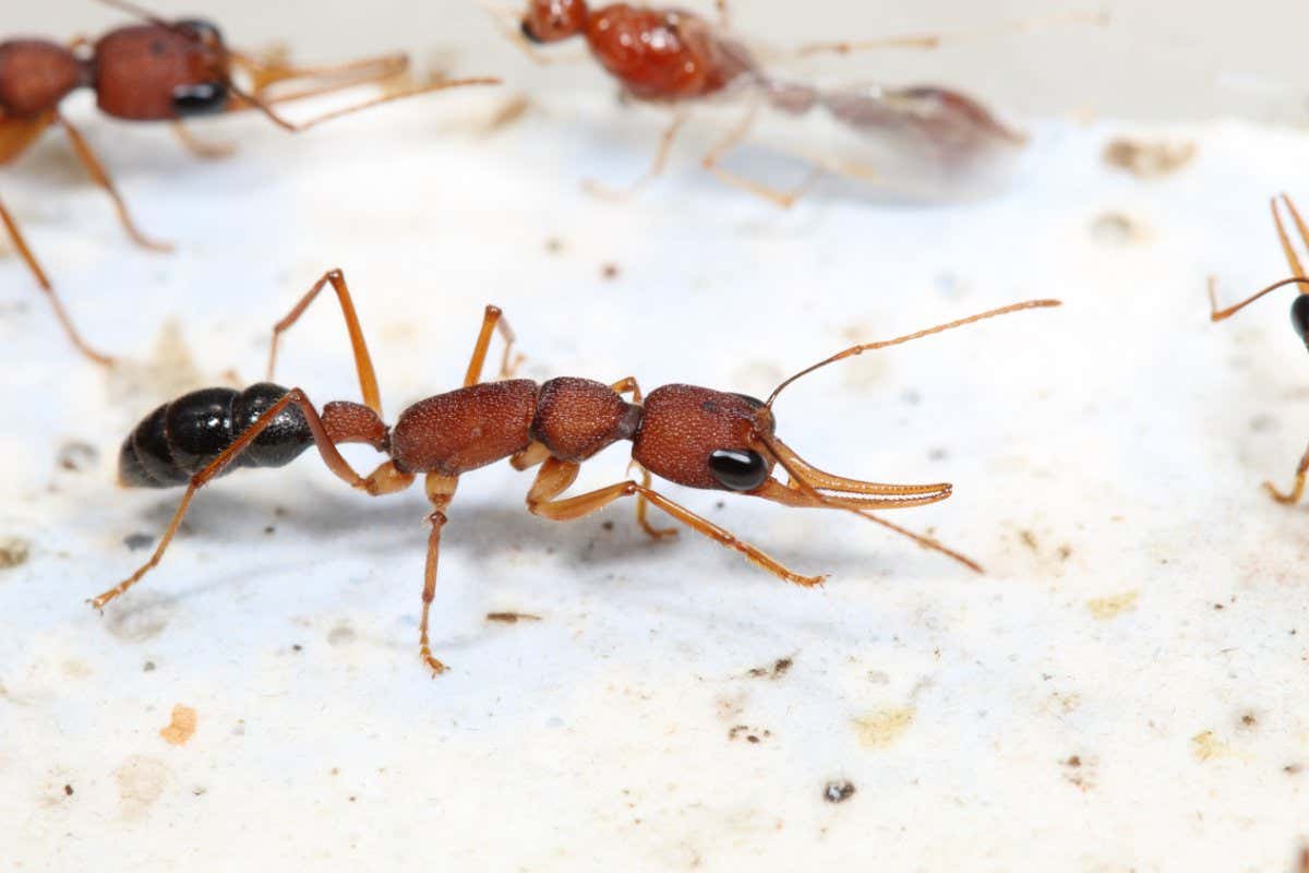 Harpegnathos saltator worker ants