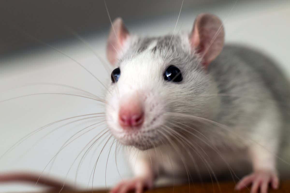 An artificial intelligence could gauge how much pain a laboratory mouse is in based on its grimaces, potentially aiding the development of pain-relieving drugs