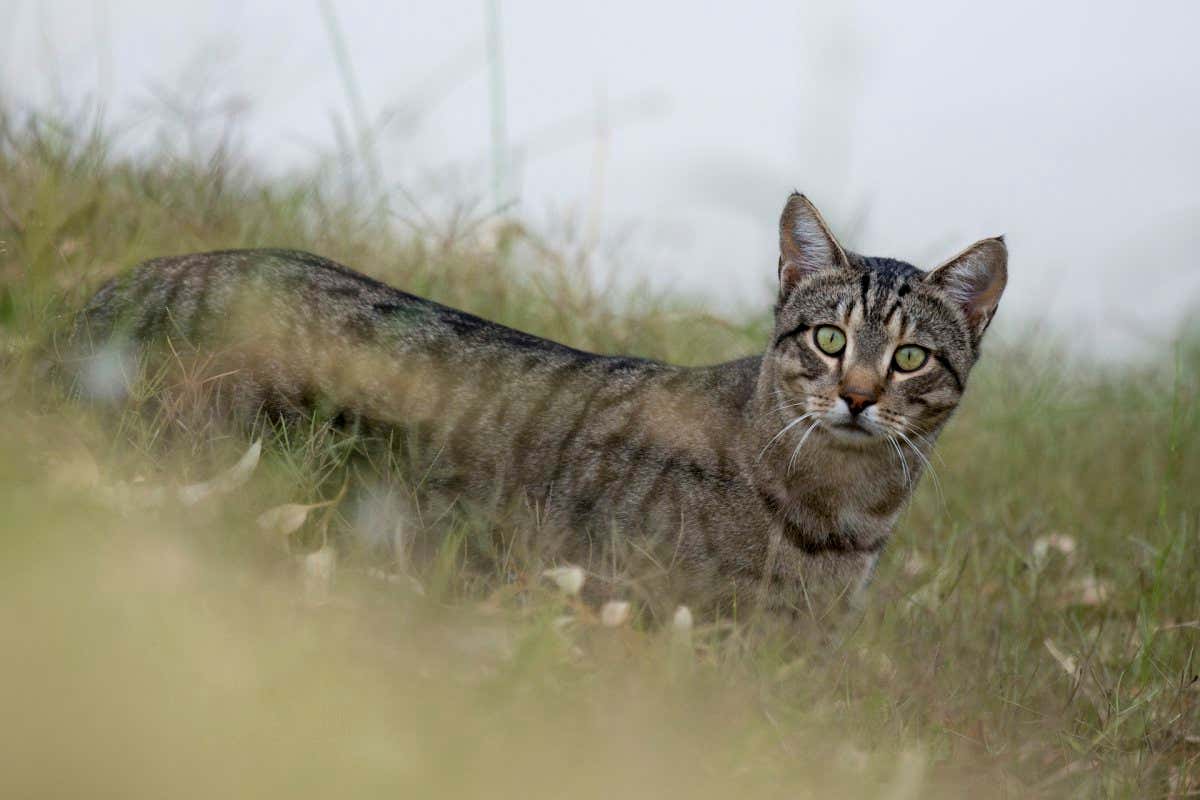 Wild feral cat on the banks of Cooper Creek, South Australia