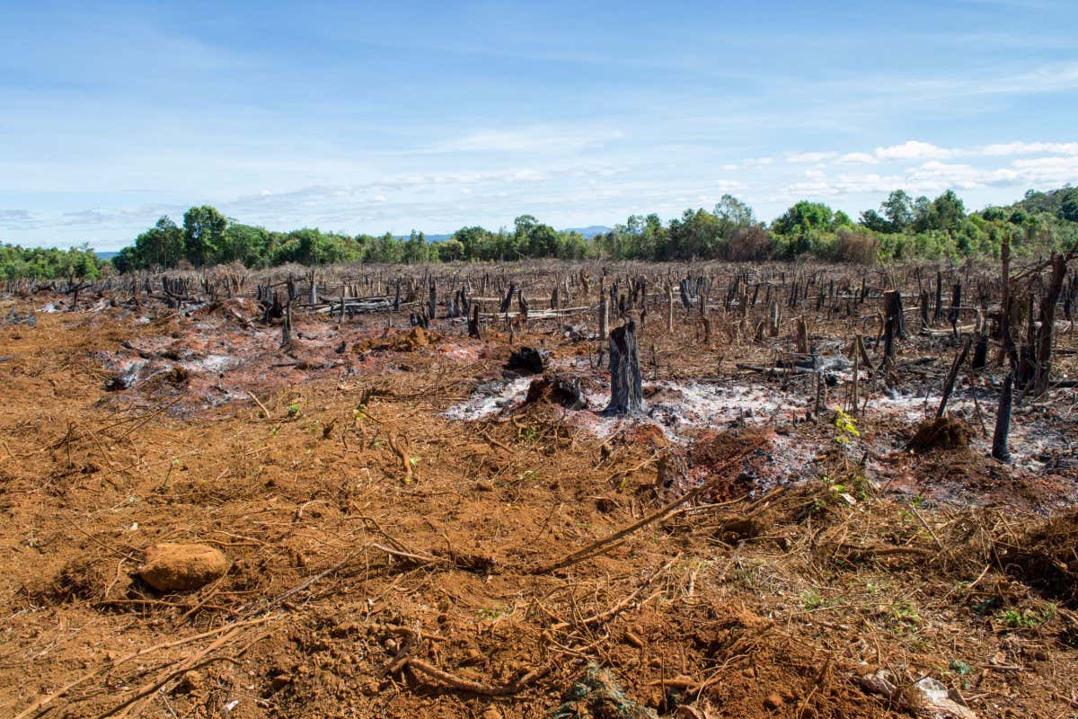 Cut trees and burned down forest in Brazil