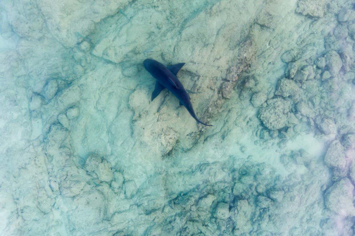 aerial view of a Bull Shark (Carcharhinus leucas). reefs of the Sea of Cortez, Pacific ocean. Cabo Pulmo, Baja California Sur, Mexico. The world's aquarium.; Shutterstock ID 623521508; purchase_order: 10 Sept 2022 issue; job: Photo; client: NS; other: