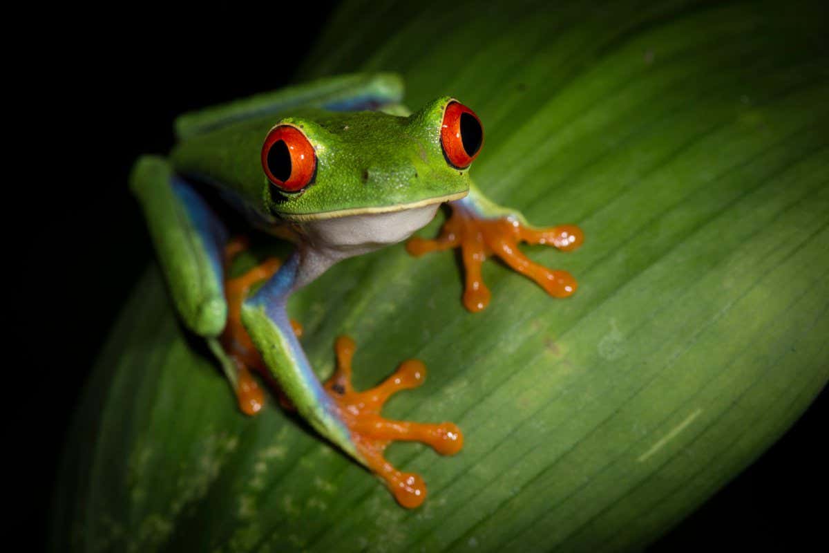 MFG740 Red-eyed tree frog (Agalychnis callidryas) Costa Rica.