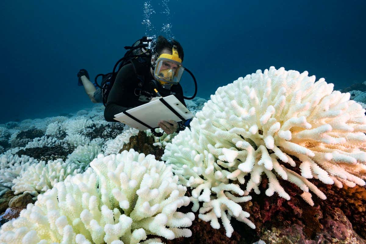 Researcher looking at coral reef