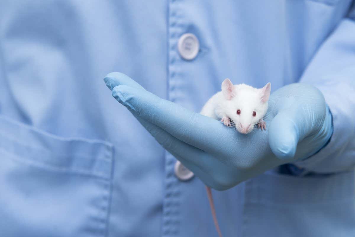 Small experimental mouse is on the researcher's hand; Shutterstock ID 605226563; purchase_order: -; job: -; client: -; other: -