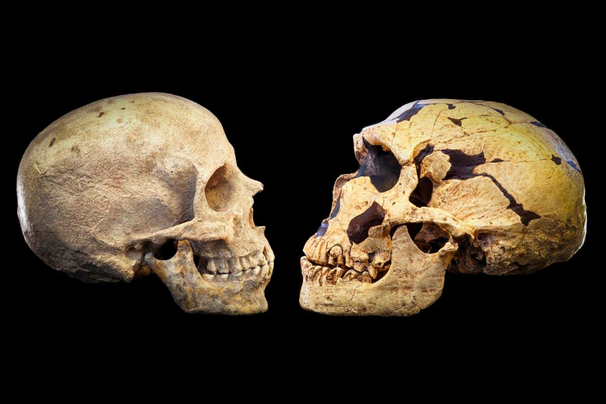 A Homo sapiens skull facing a Neanderthal skull
