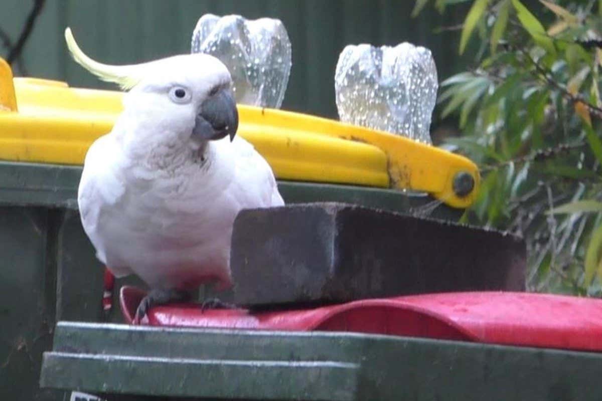 A sulphur crested cockatoo navigates a block on a bin lid