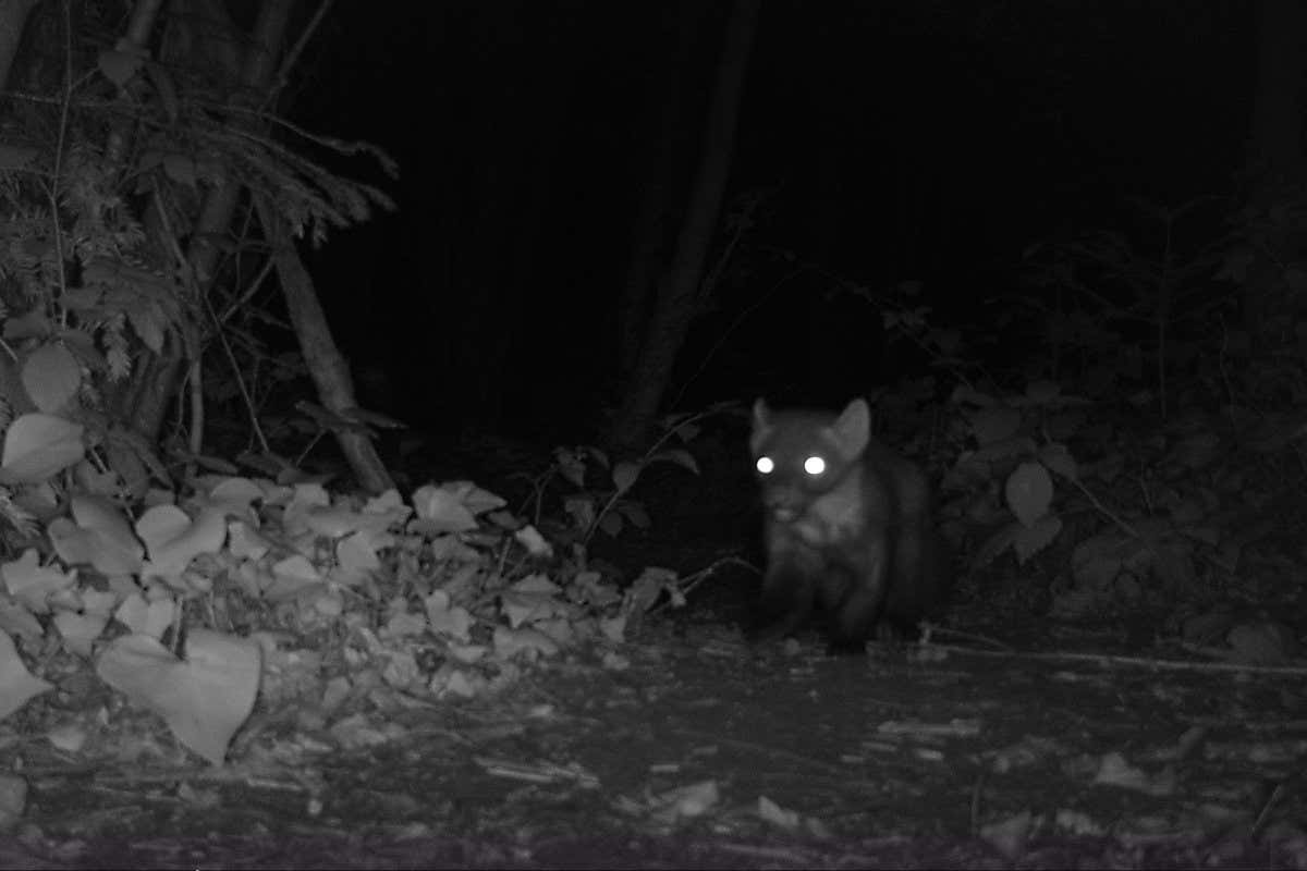 Pine marten in the dark