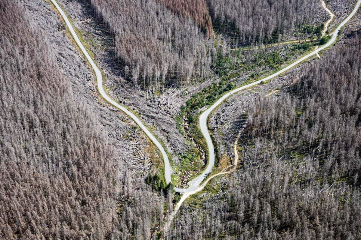 Aerial view of dead spruce trees in forest