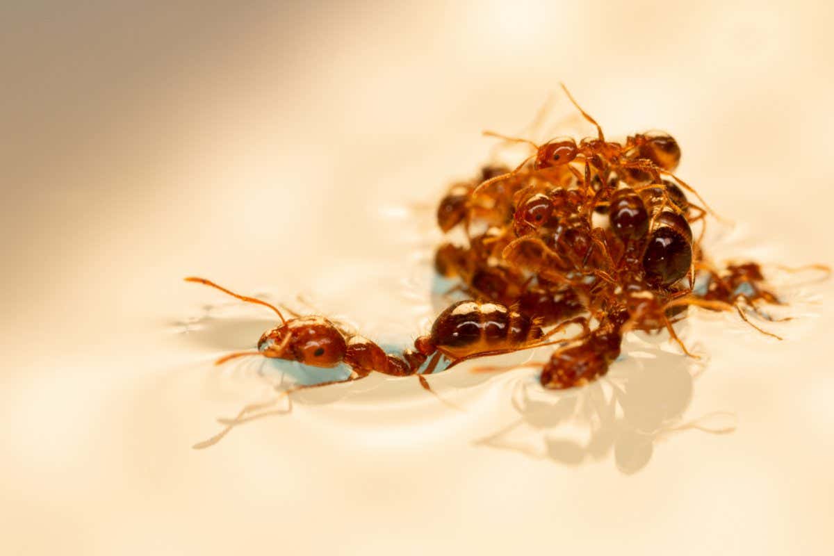 Small fire ant rafts are unstable.
