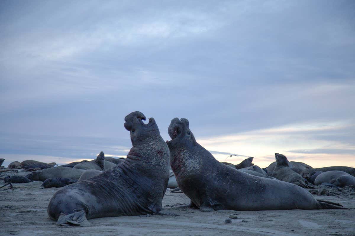 Bull elephant seals fighting on the beach at sunset.