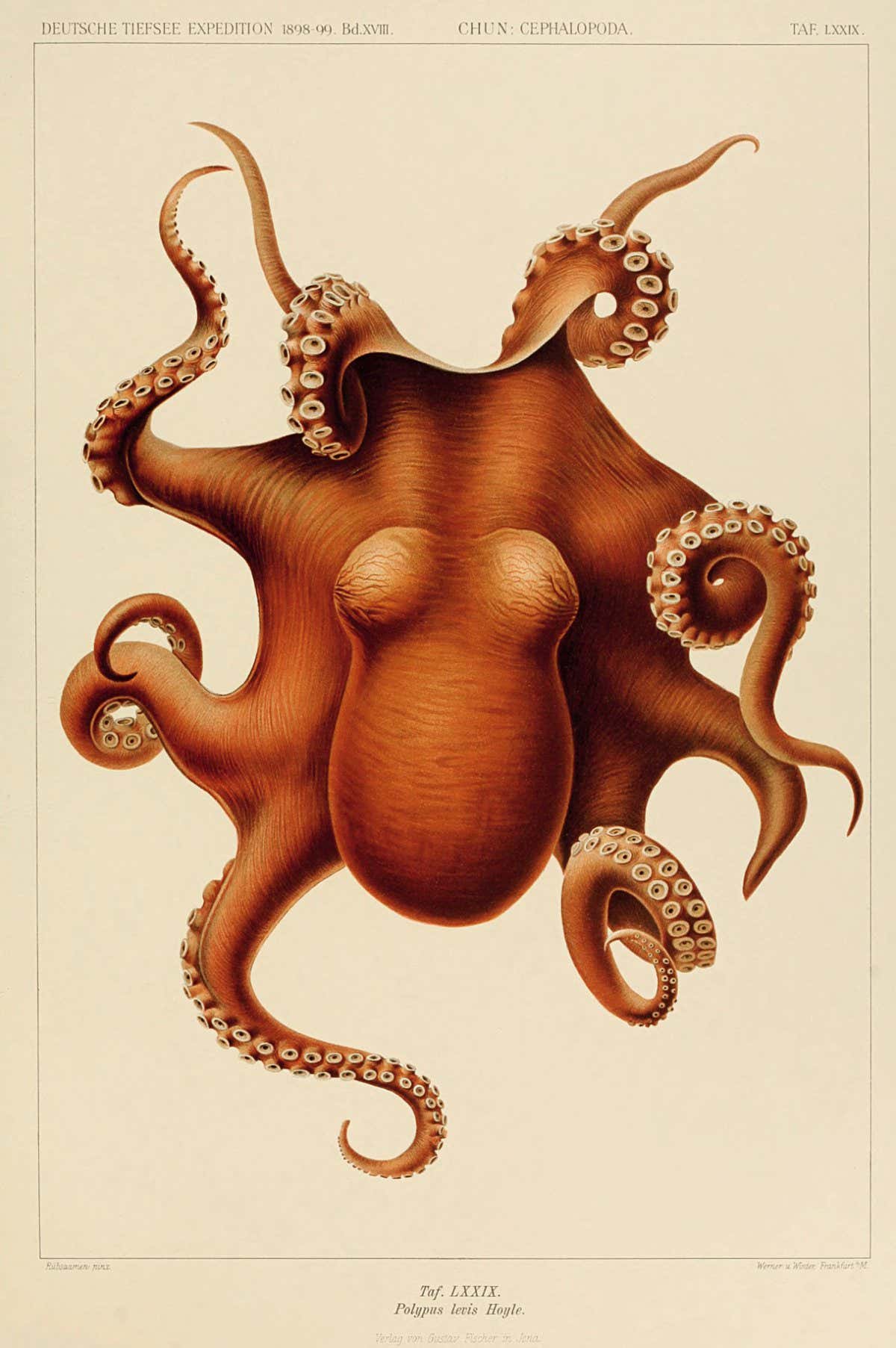 Carl Chun, Polypus levis, from Die Cephalopoden, 1910?15. Picture credit:Image from the Biodiversity Heritage Library/Contributed by MBLWHOILibrary (page 134) Colour lithograph, 35 ? 25 cm / 13? ? 9? in. MarineBiological Laboratory, Woods Hole Oceanographic Institution Library,Massachusetts