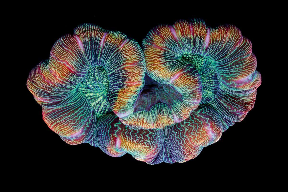 NNtonio Rod (Antonio Rodr?guez Canto), Trachyphyllia, from Coral Colors,2016. Picture credit: ? NNtonio Rod (page 240) Film still, dimensionsvariable