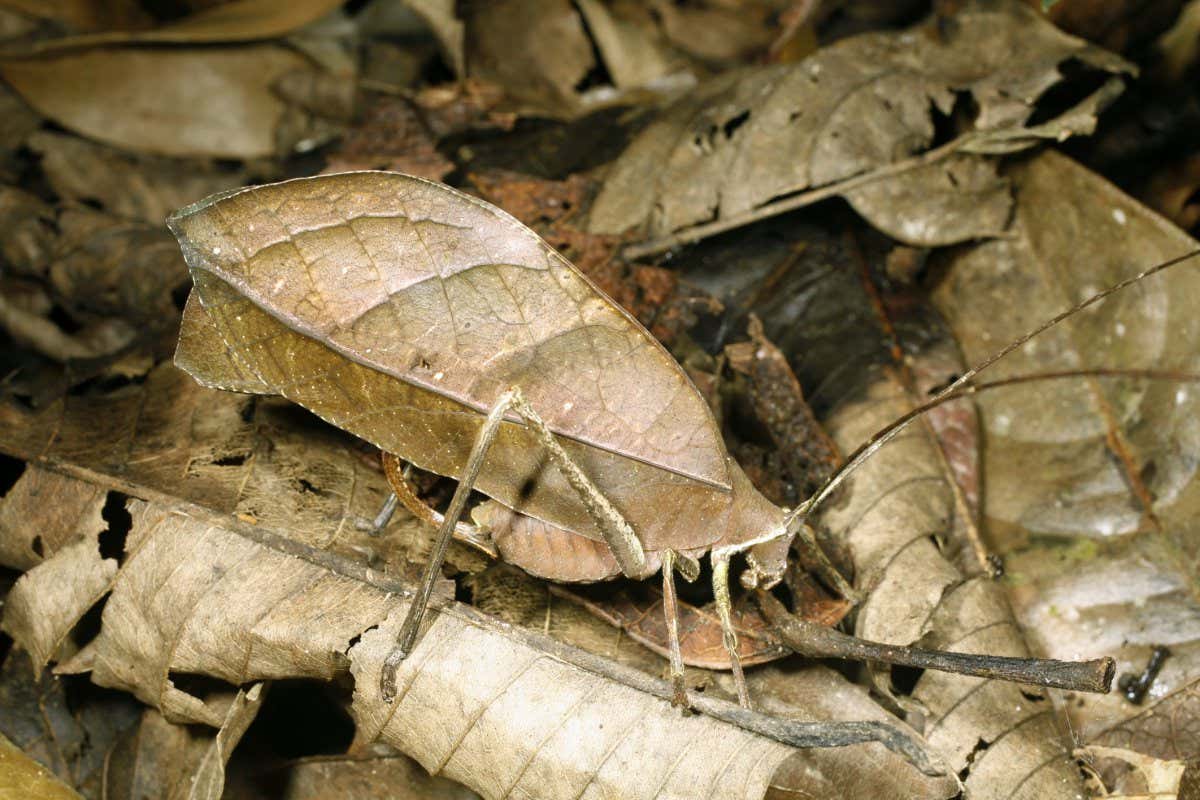 Leaf mimic katydid camouflaged among dead leaves in the Ecuadorian Amazon; Shutterstock ID 29450224; purchase_order: -; job: -; client: -; other: -