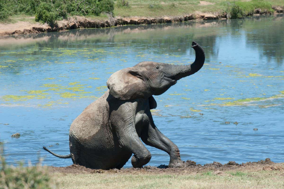 DRE532 Elephant (Loxodonta africana) waving its trunk sitting in the waterhole of Gwarrie Pan, Addo Elephant Park, South Africa