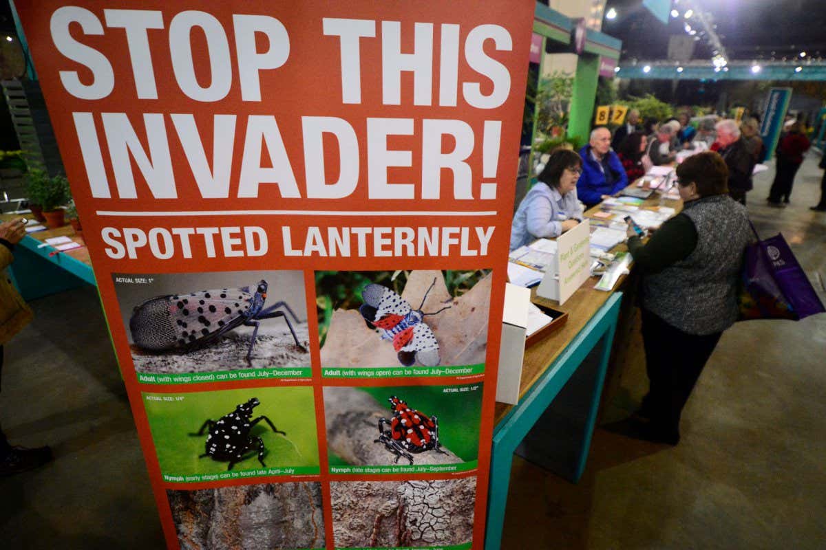 Mandatory Credit: Photo by Bastiaan Slabbers/NurPhoto/Shutterstock (11782595ah) Large banner at the Philadelphia Flower Show information desk informs visitors about the invasive spotted lanternfly, as the annual event draws thousands to the Pennsylvania Convention Center, in Philadelphia, PA, on March 1, 2019. The largest flower show in the world is held annually since 1929 and is produced by Pennsylvania Horticulture Society (PHS). Woodstock's Flower Power At Philadelphia Flower Show, United States - 01 Mar 2019