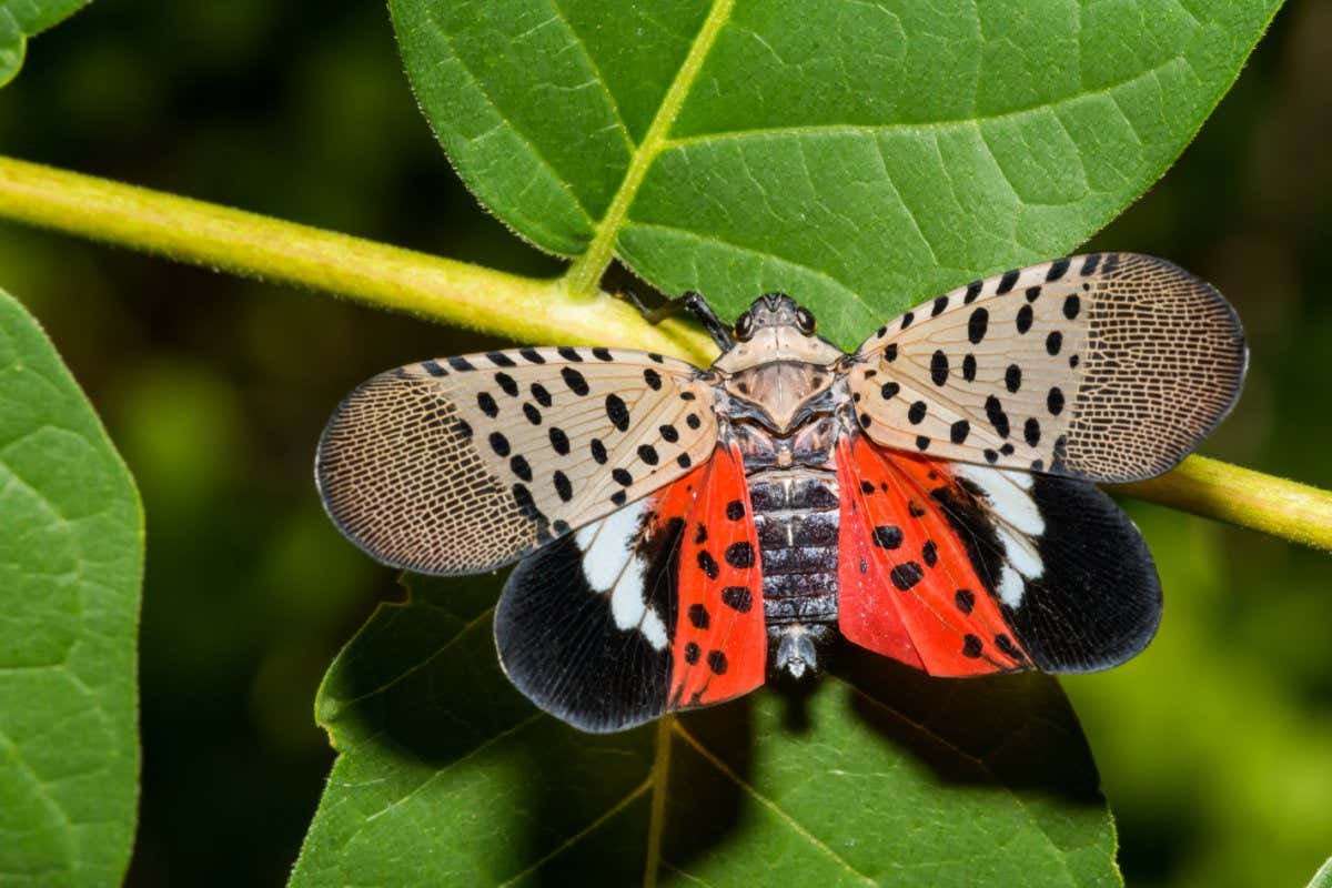Spotted Lanternfly - Lycorma delicatula; Shutterstock ID 2189428789; purchase_order: -; job: -; client: -; other: -