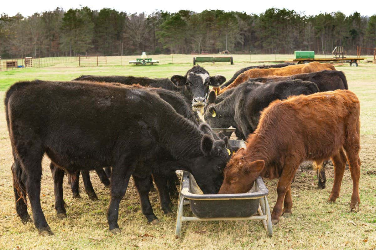 Cows eating grain from a trough in a field during autumn ; Shutterstock ID 2097341305; purchase_order: -; job: -; client: -; other: -