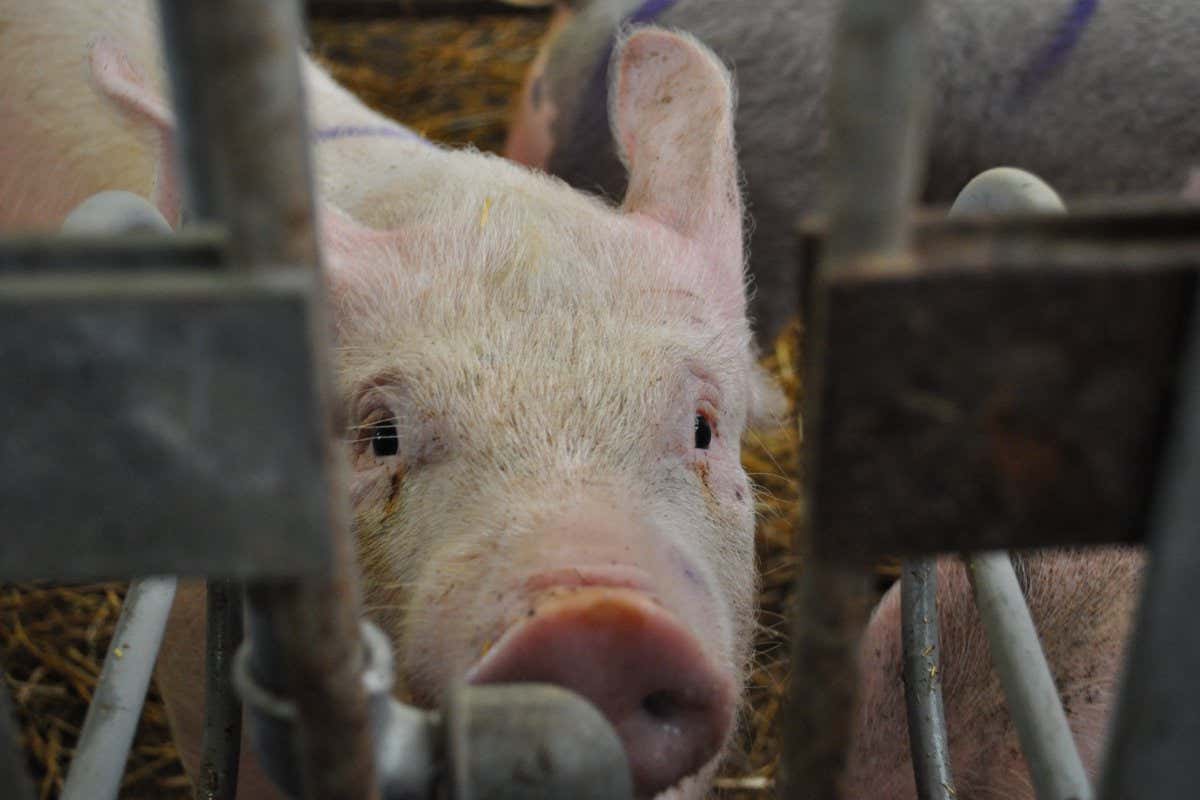 A pig's face between the bars of a pen