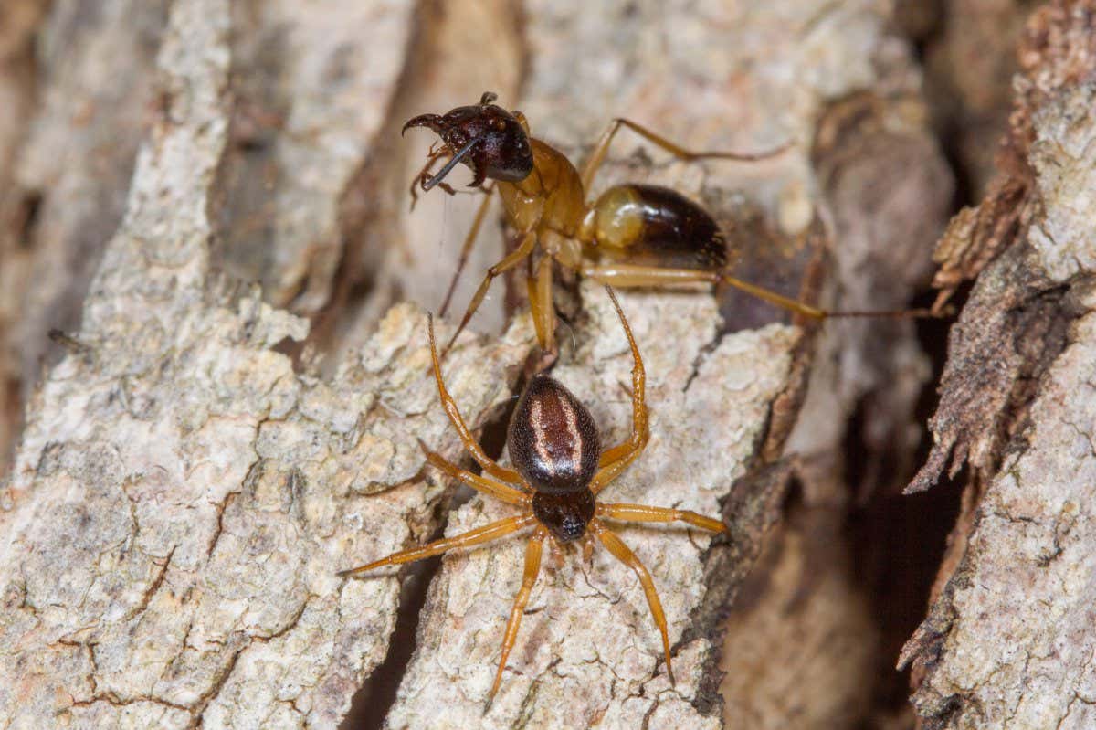 Ant-slayer spider attacking an ant