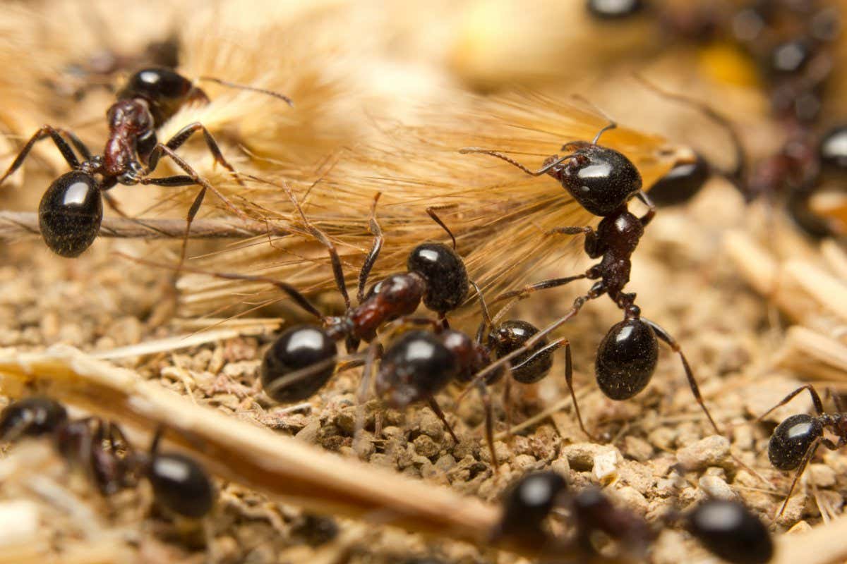 Black worker ants dragging vegetation to the colony