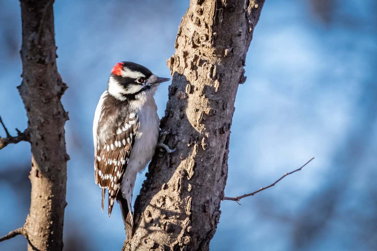 Downy Woodpecker (Dryobates pubescens) perched in a tree; Shutterstock ID 1675613710; purchase_order: -; job: -; client: -; other: -