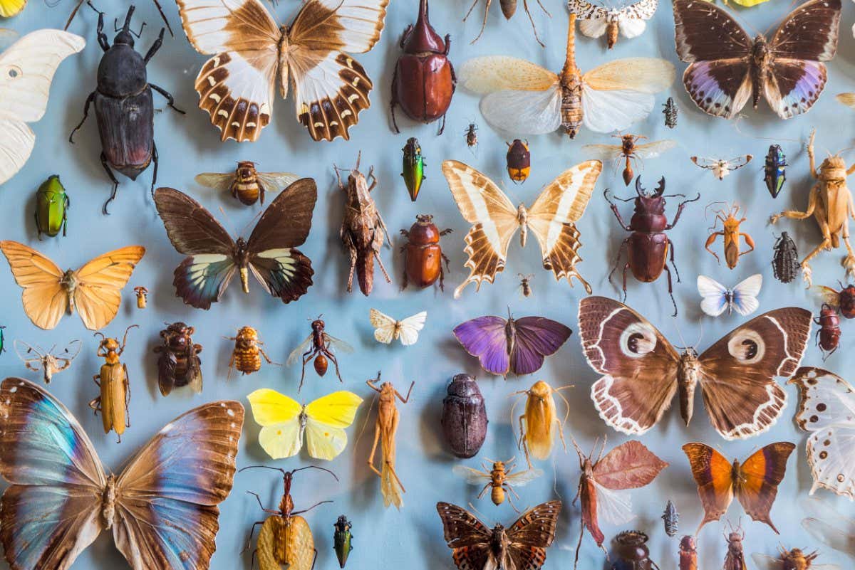 KR6XGE Close up of a selection of colourful butterflies and beetles in a display case at a museum.