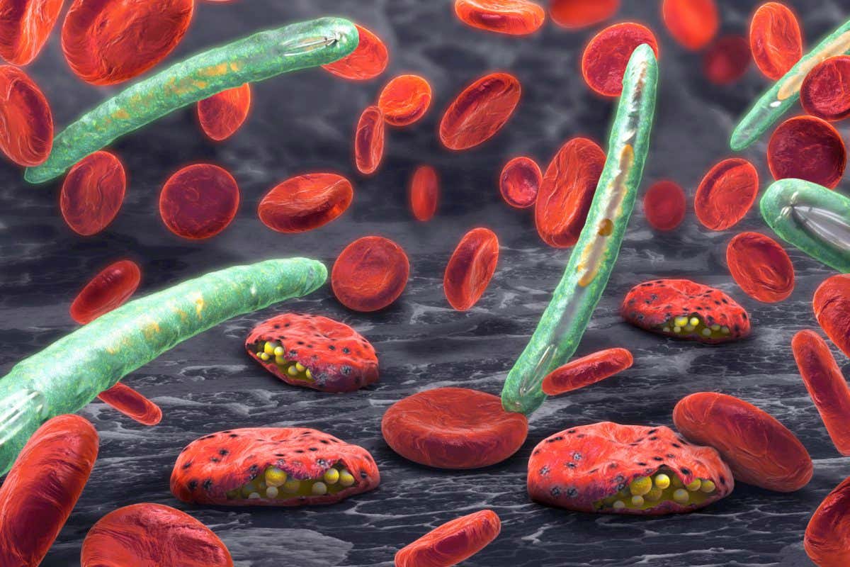 3d illustration of blood cells and Plasmodium sp. parasites causing malaria.
