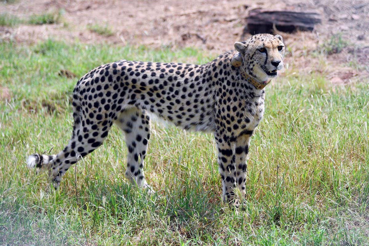 A cheetah in Kuno National Park