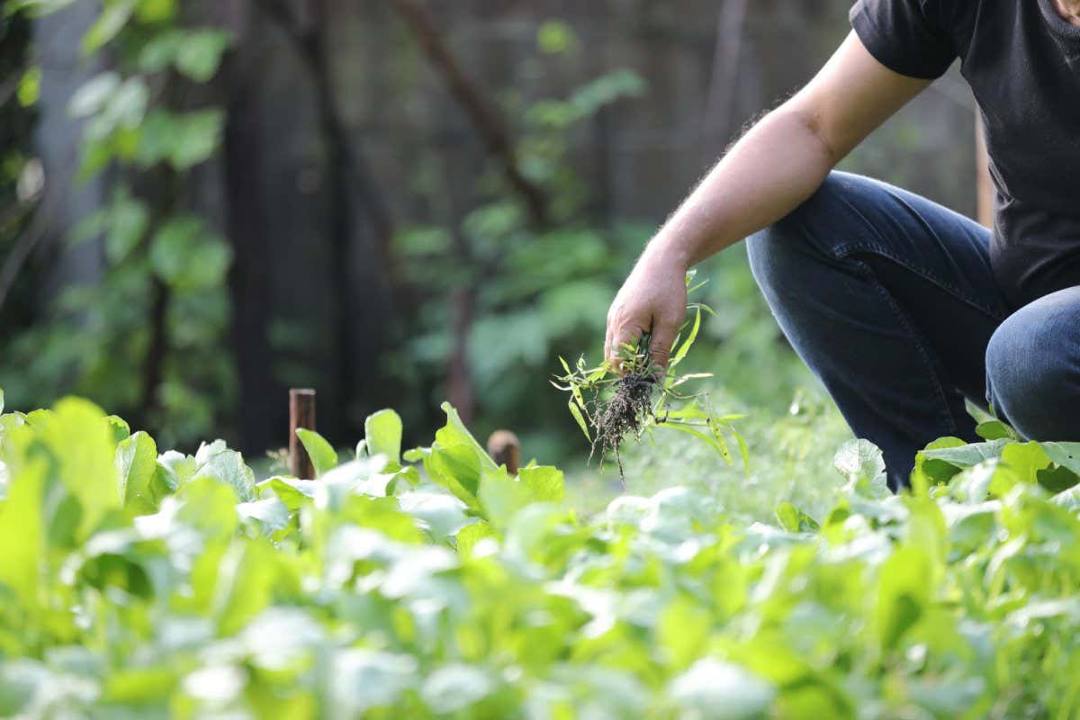Male legs and hands Weed Out plant gardening in home garden; Shutterstock ID 2087550862; purchase_order: -; job: -; client: -; other: -