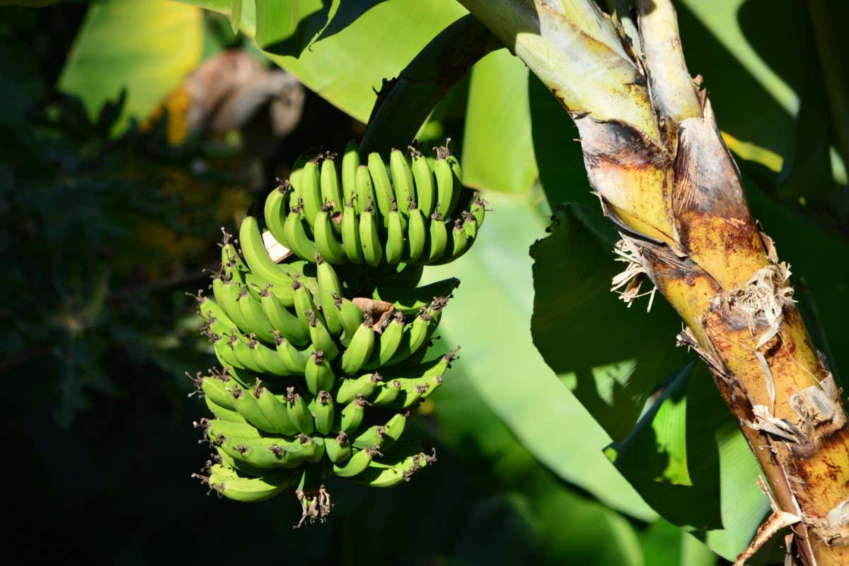 Bananas growing on a tree