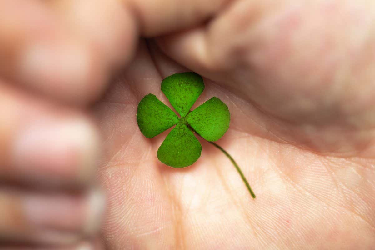Isolated hand with green four leaf clover, sign of luck, sign of great fortune. closeup Clover four; Shutterstock ID 2025931979; purchase_order: -; job: -; client: -; other: -