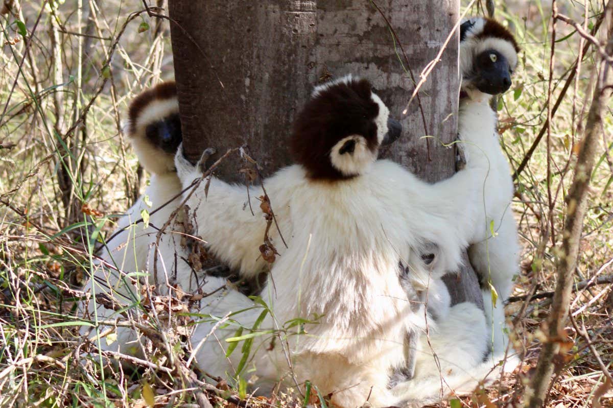 Lemurs hugging trees to cool down on the Bezà Mahafaly Special Reserve in southwest Madagascar