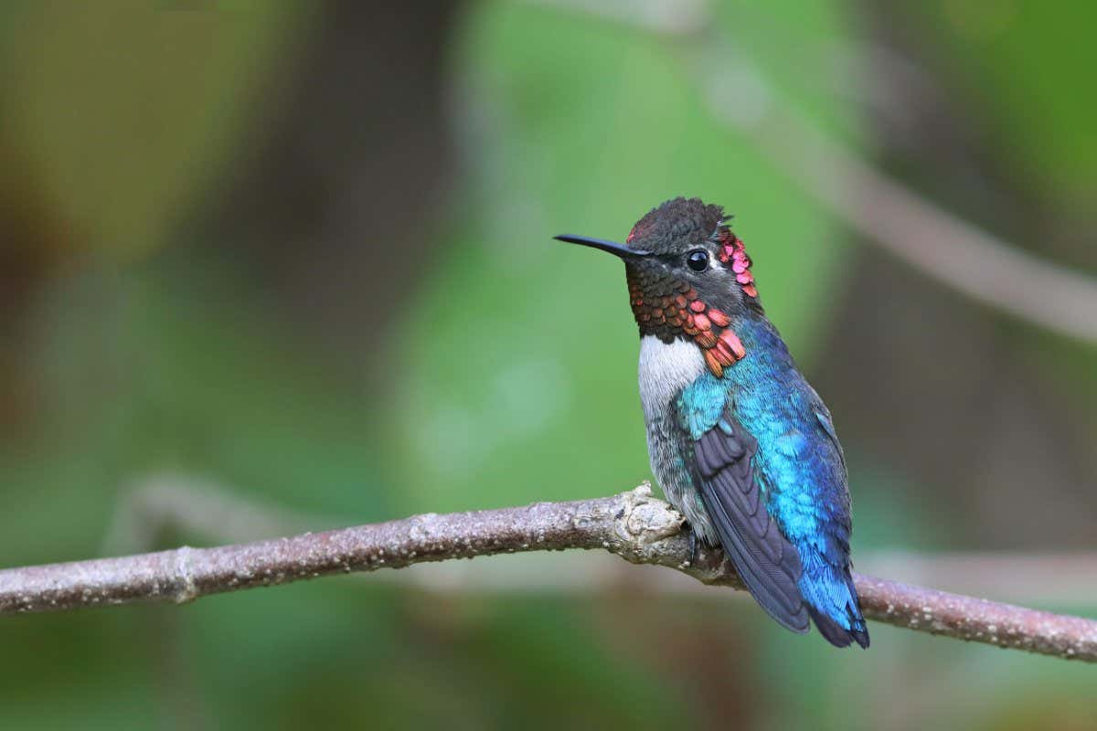 TR6FYA bee hummingbird (Mellisuga helenae, Calypte helenae), male on a branch, Cuba, Zapata National Park