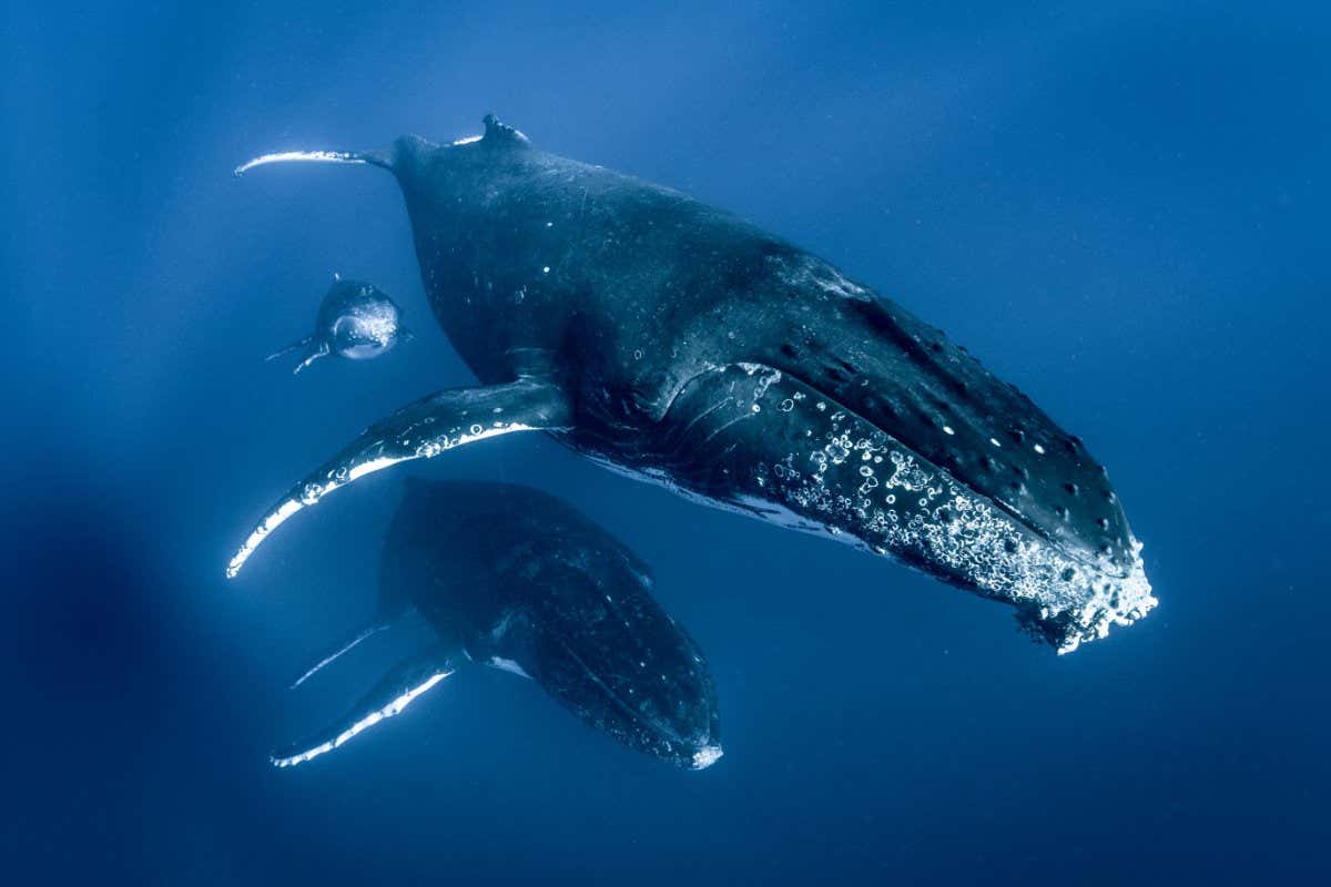 PD30RR Humpback whales (Megaptera novaeangliae), swimming together, underwater view, Tonga, Western, Fiji