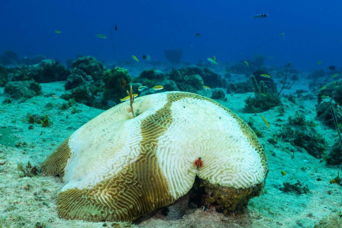 Stony Coral Tissue Loss Disease (SCTLD) has begun to eat away at this star coral. The destructive disease is destroying reefs throughout the Caribbean; Shutterstock ID 1972413326; purchase_order: -; job: -; client: -; other: -