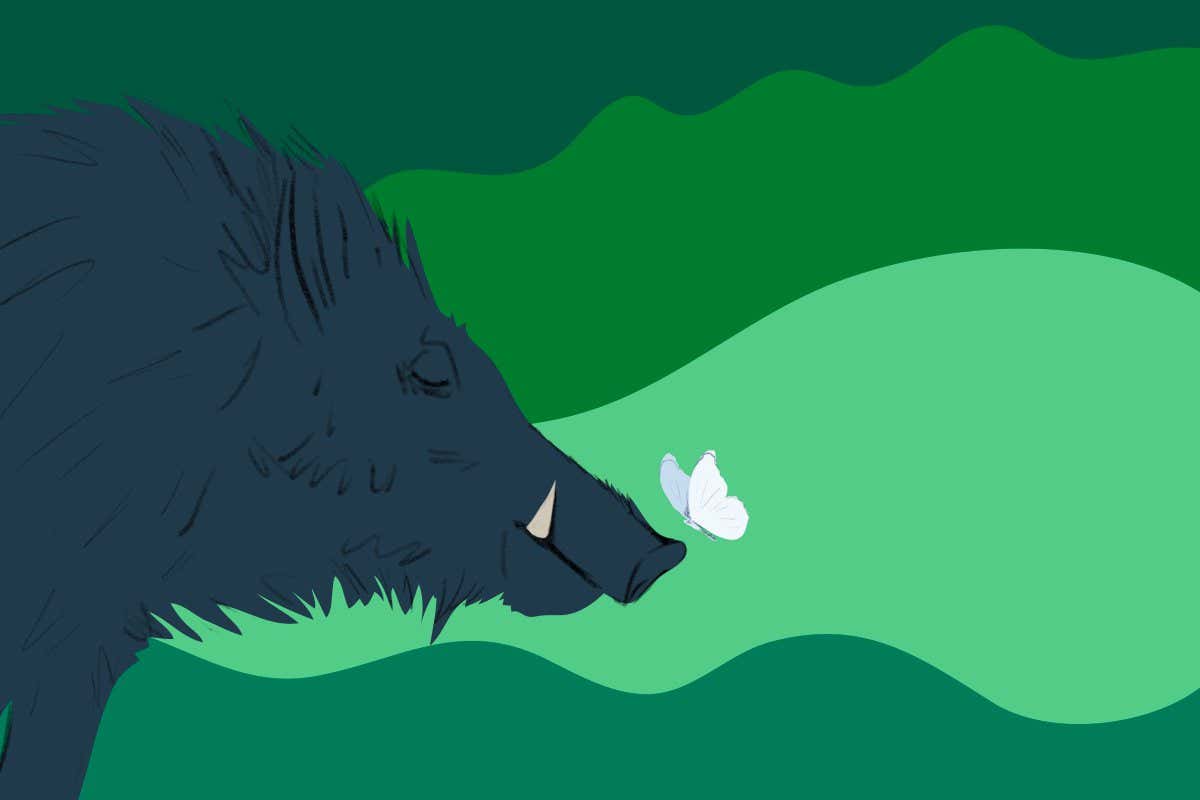 Wild boar appear destructive, but they make excellent conservationists