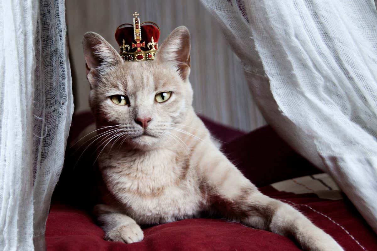 Portrait of white cat with crown on head sitting on bed, Namibia.