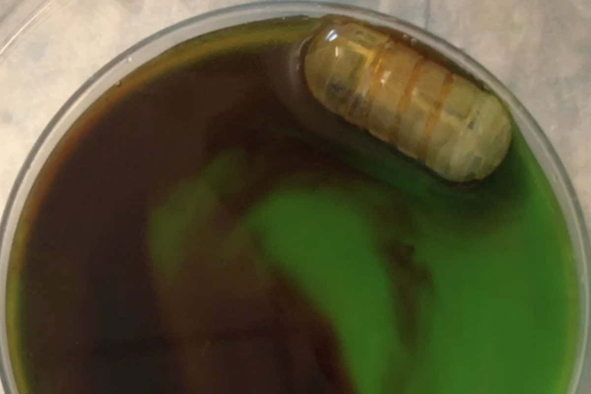 RoboCap in a dish in the lab