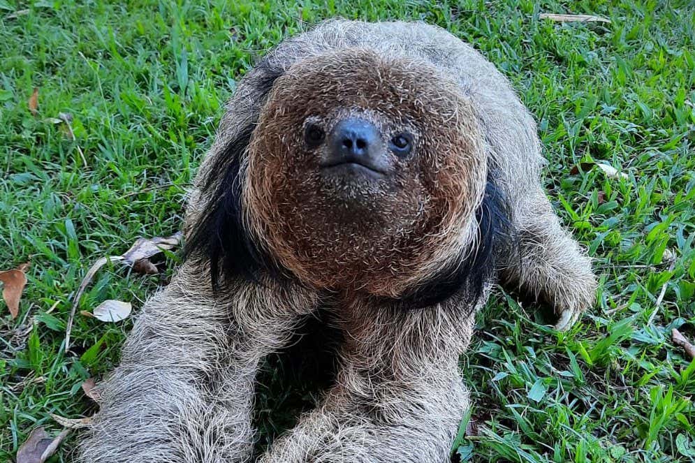 A sloth with a coconutty head