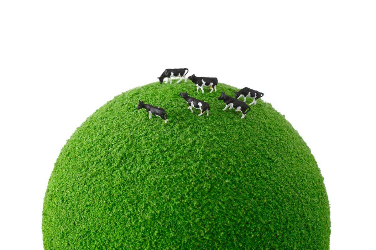 Cows on a green globe