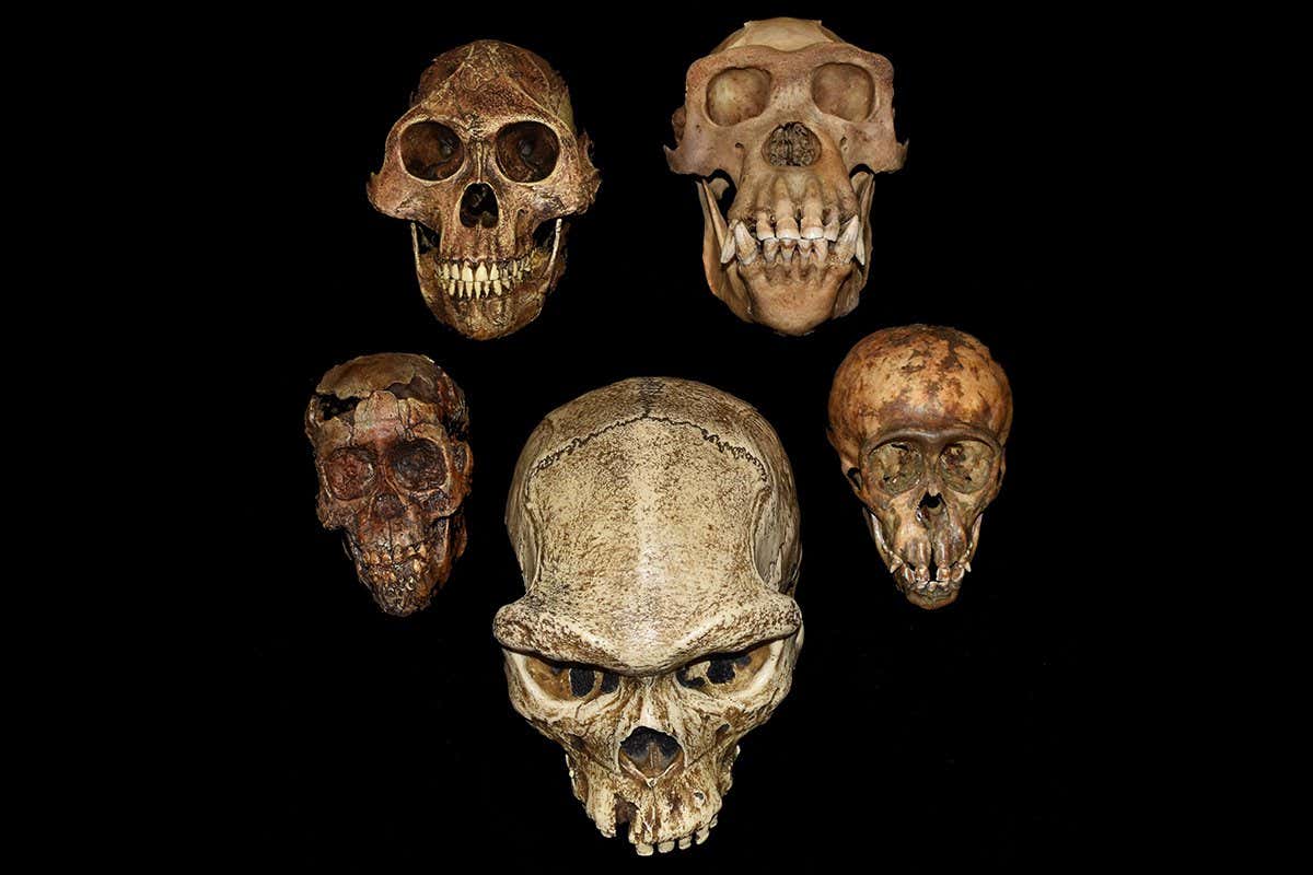 A series of hominoid crania (counterclockwise from the L): juvenile Australopithecus, adult Australopithecus, adult chimpanzee, juvenile chimpanzee, adult Homo erectus (center). Specimens photographed at the UO Museum of Natural and Cultural History.