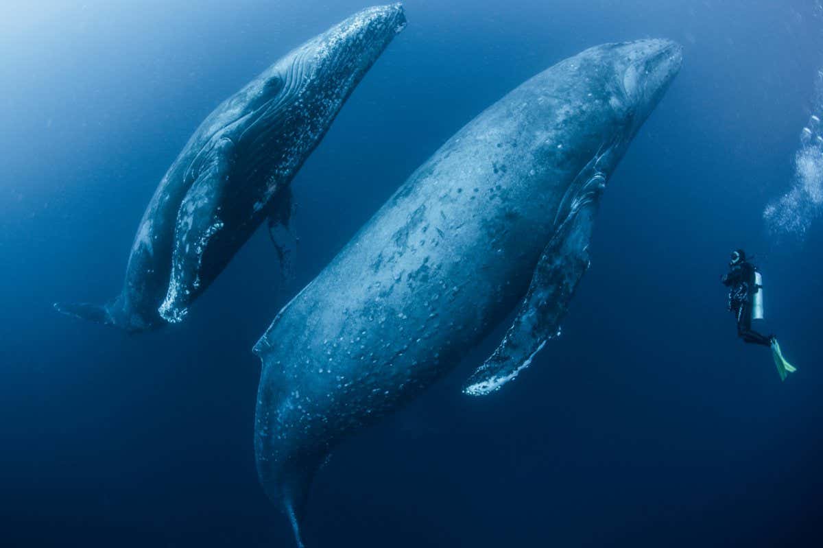 EXF91J Scuba diver approaches adult female humpback whale and younger male escort, Roca Partida, Revillagigedo, Mexico